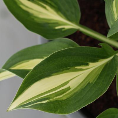 Hosta 'Broad Street'